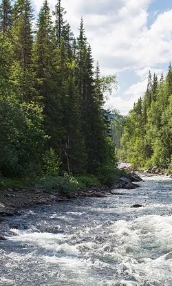 Ecological services, river and forest